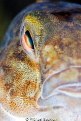 Eye of a Gobiidae.
Duiklocatie Boschmolenplas, Panheel.

 by Michael Baukloh 